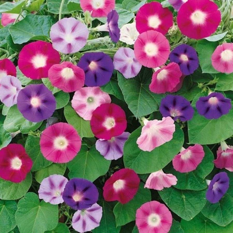 بذور زهرة مجد الصباح - ايبوميا ملونة ( Ipomoea purpurea )