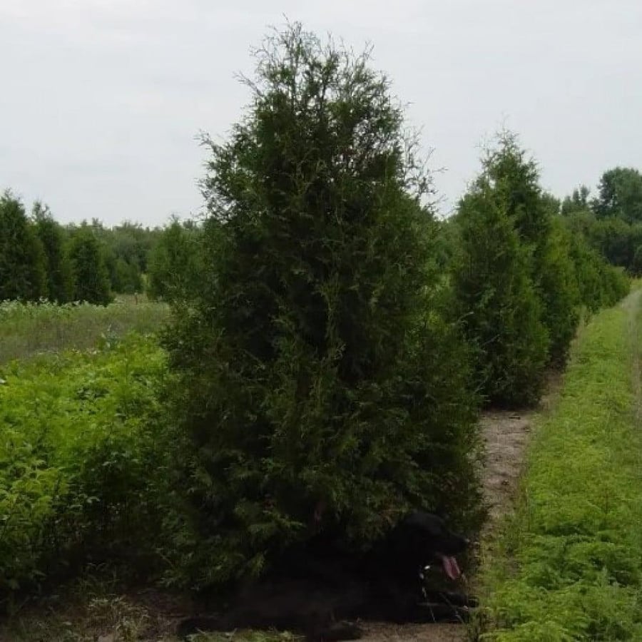 بذور شجرة الثويا الغربية Thuja occidentalis