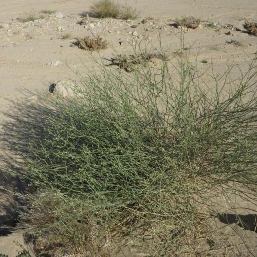 بذور القزوح - العلجان ( deverra triradiata )