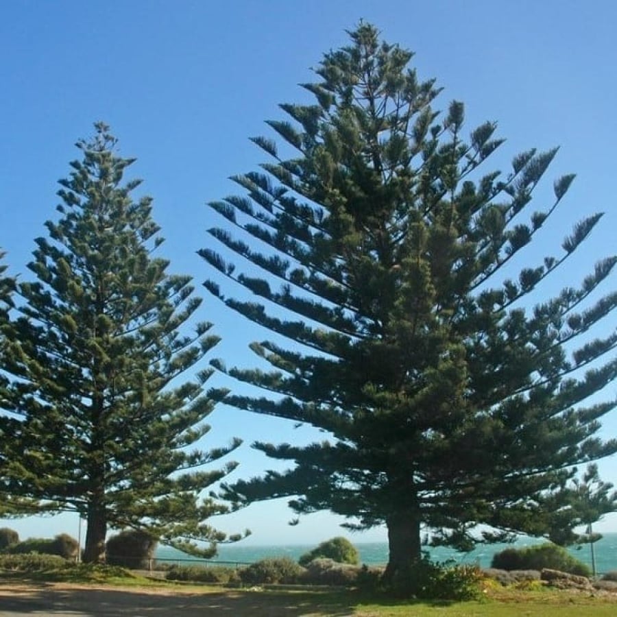 بذور شجرة عيد الميلاد - اروكاريا ( Araucaria heterophylla )