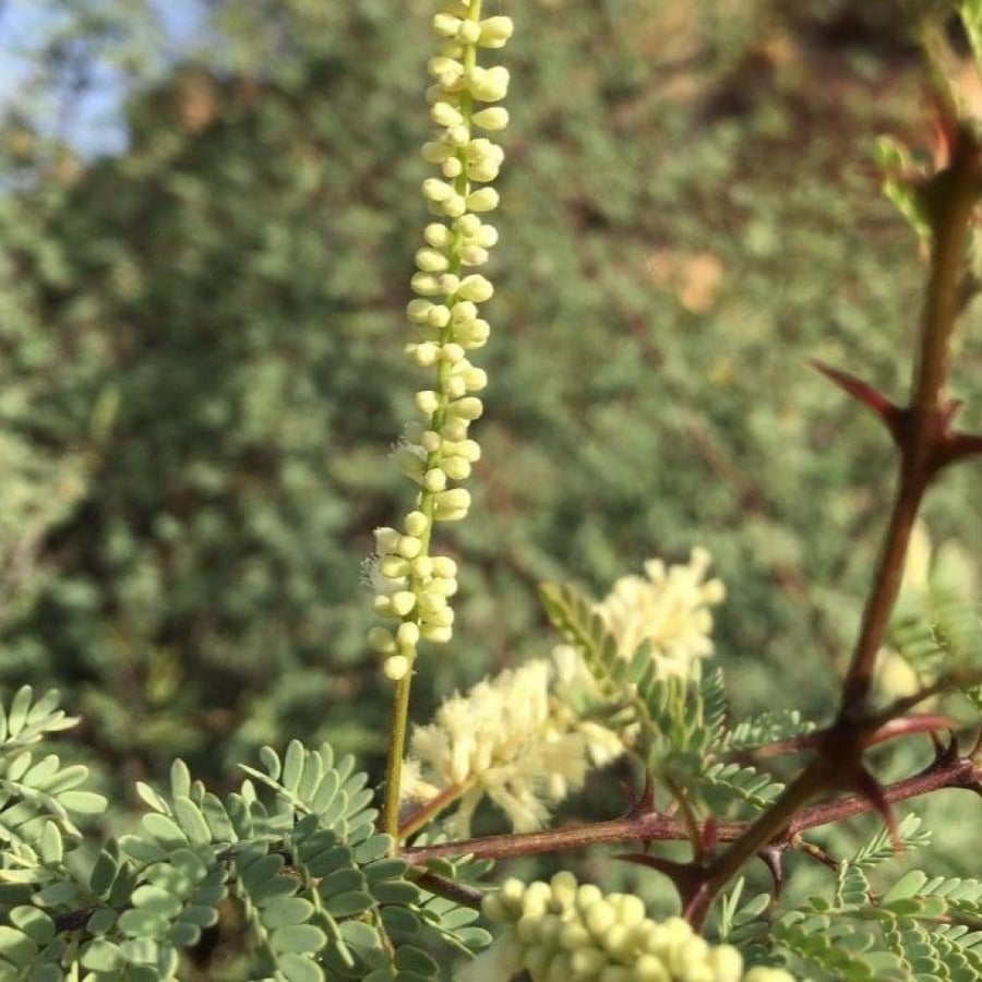 بذور شجرة طلح الضهيان - العسق ( Acacia asak )