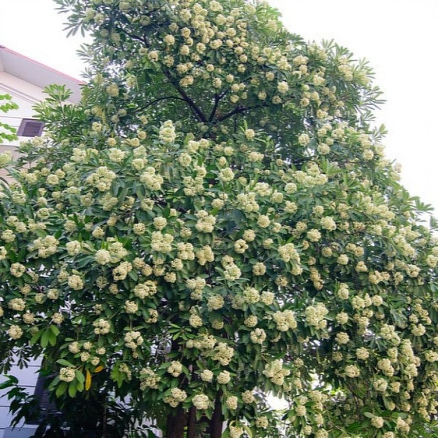 بذور الستونيا - شجرة المليون زهرة ( Alstonia scholaris )