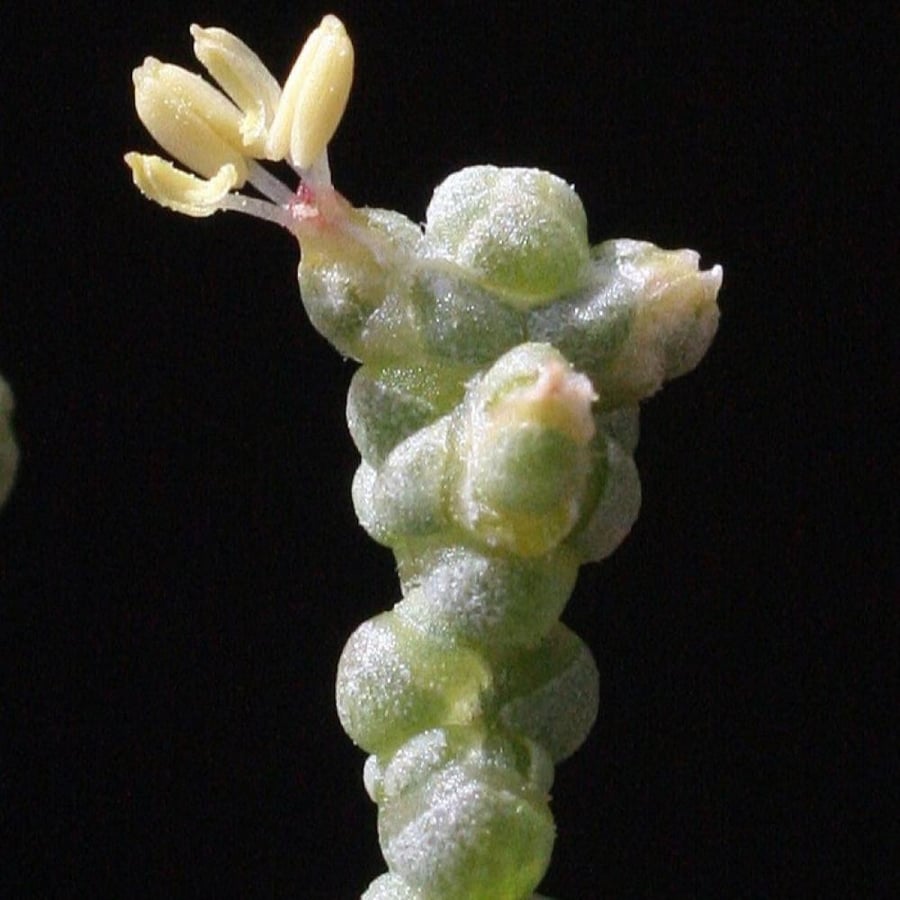بذور شجيرة الفرس ( Salsola tetrandra Forssk )