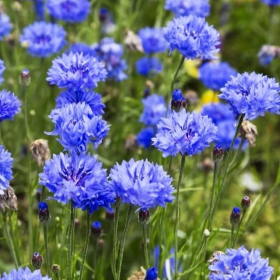 بذور زهرة سينتاوريا الزرقاء - ندى العنبر ( Centaurea cyanus )