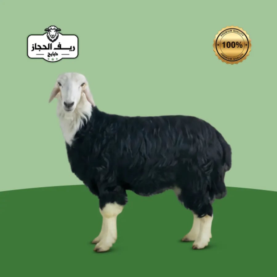 Najdi Herveh Baladi