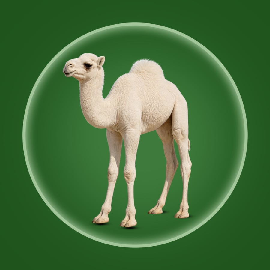 نص حاشي بلدي لباني