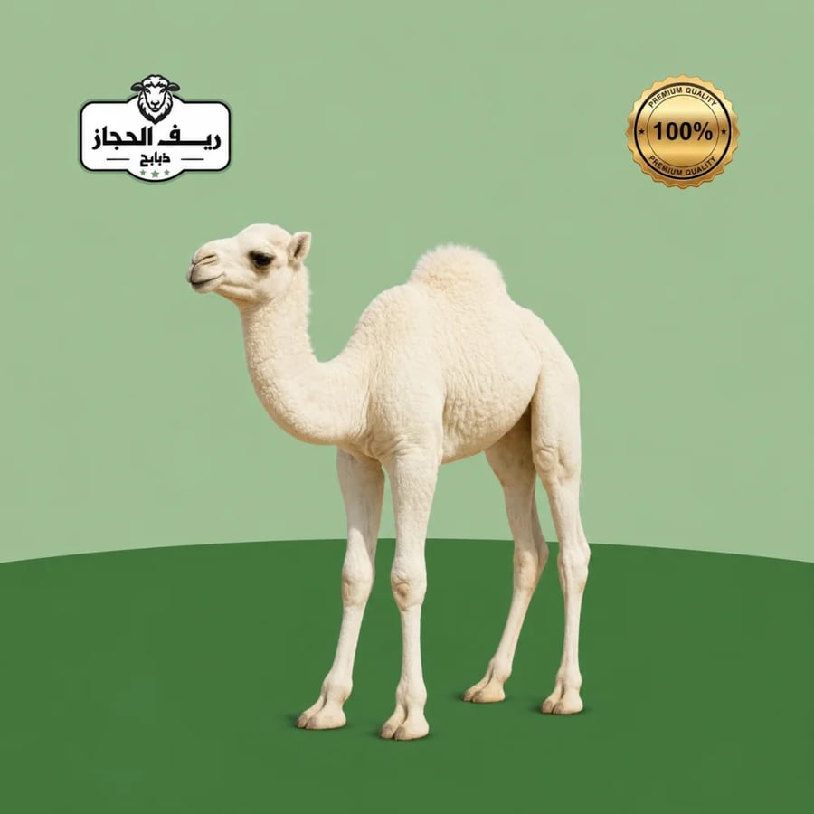 حاشي كامل بلدي لباني
