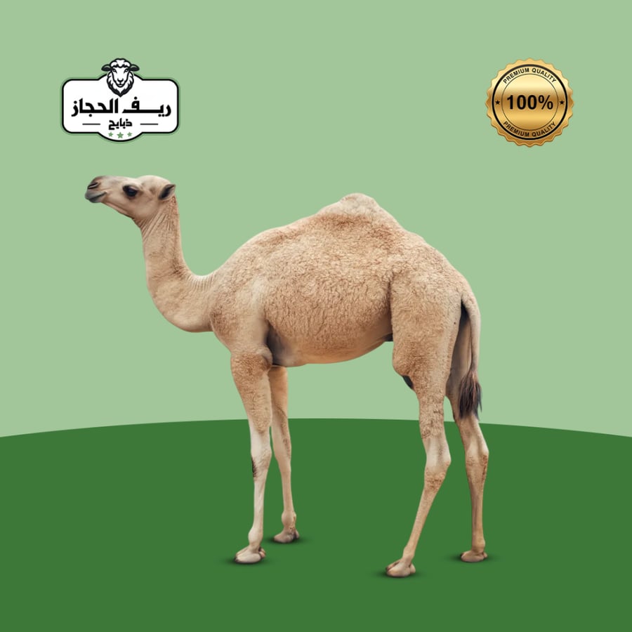 ربع حاشي بلدي لباني