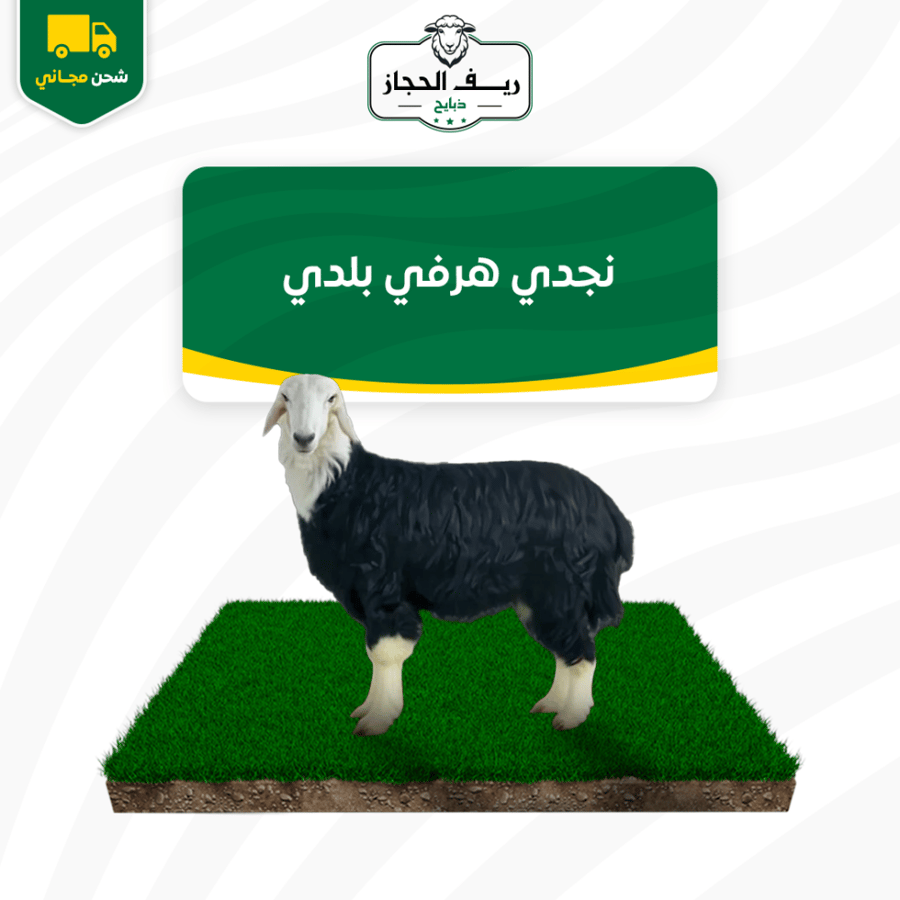 نجدي هرفي بلدي