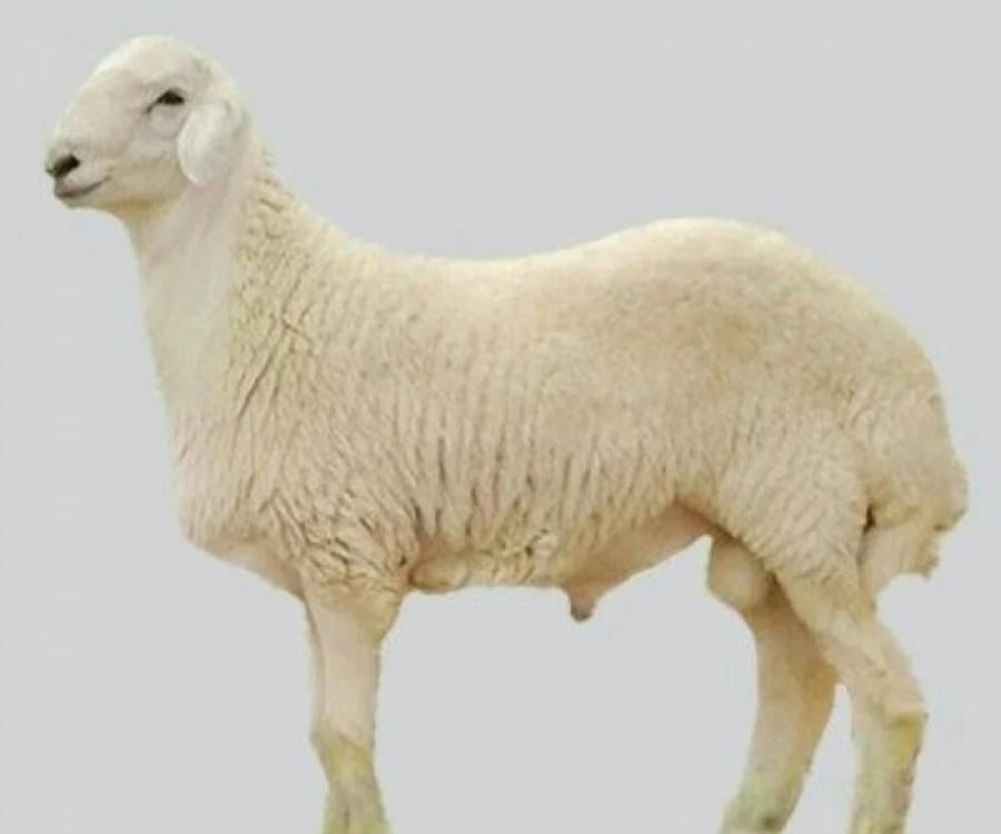 Najdi Herveh Baladi