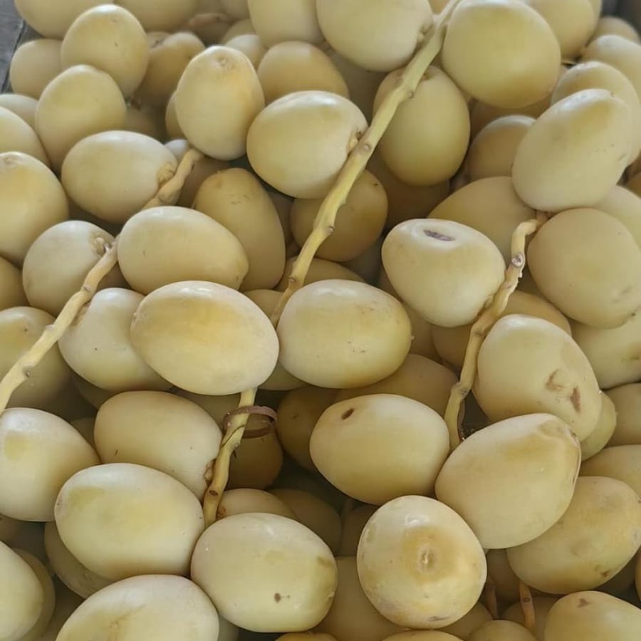 برحي