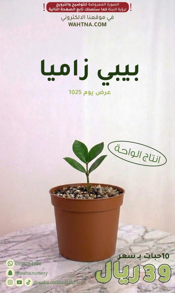 عرض | بيبي زاميا