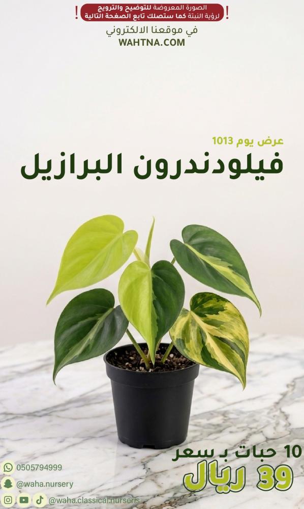 عرض | فيلوديندرون البرازيل