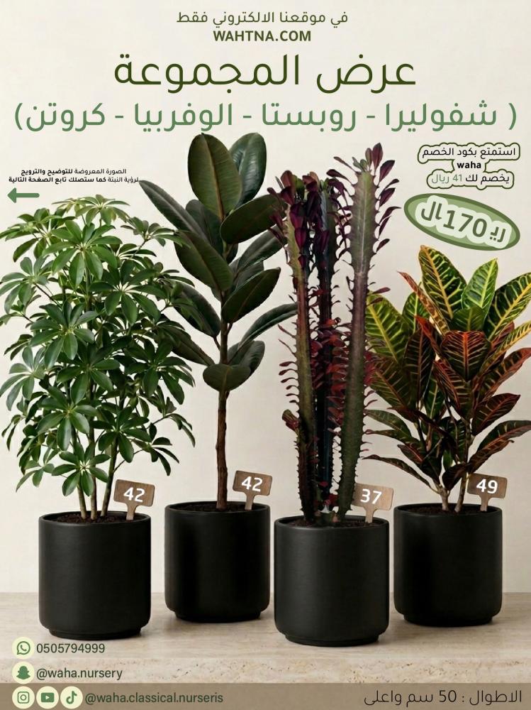 عرض المجموعة | (شفوليرا - روبستا - الوفربيا - كروتن )