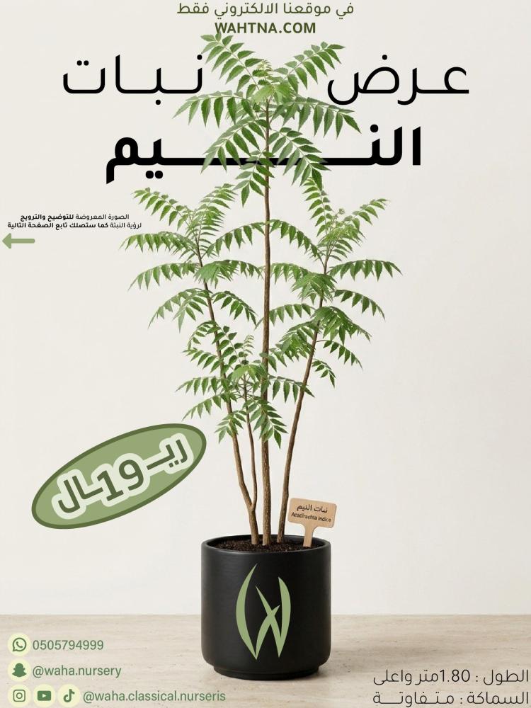 عرض | النيم