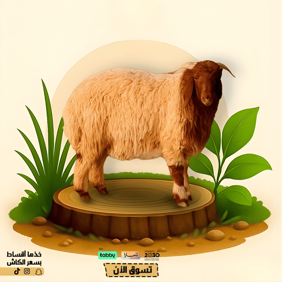 خروف نعيمي جذع