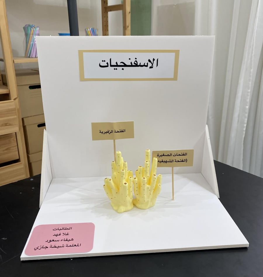 Sponge model
