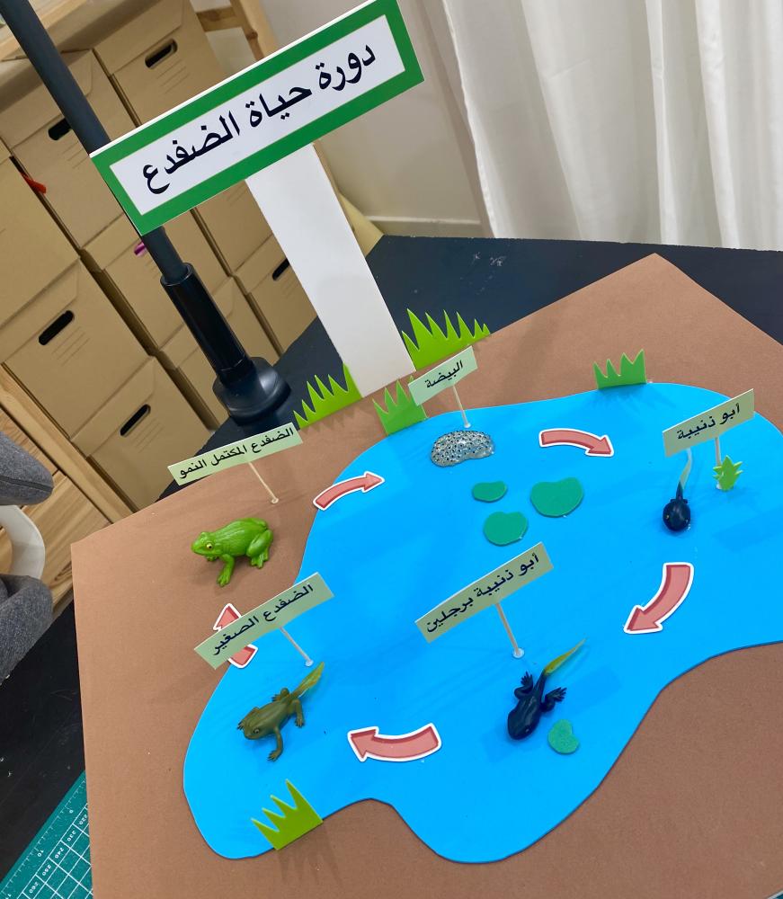 مجسم دورة حياة الضفدع