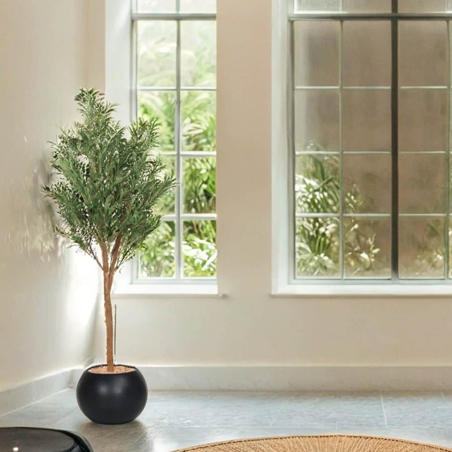 Olive tree in the middle of a plastic basin 160 cm