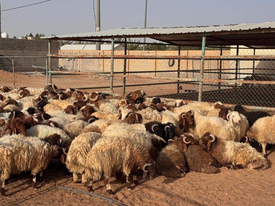 قطيع أغنام نعيمي بصوف فاتح ورؤوس بنية داخل الحظيرة