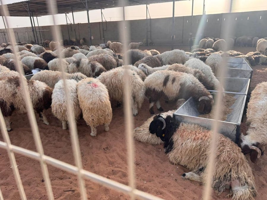 قطيع أغنام نعيمي بلدي داخل حظيرة مزدحمة