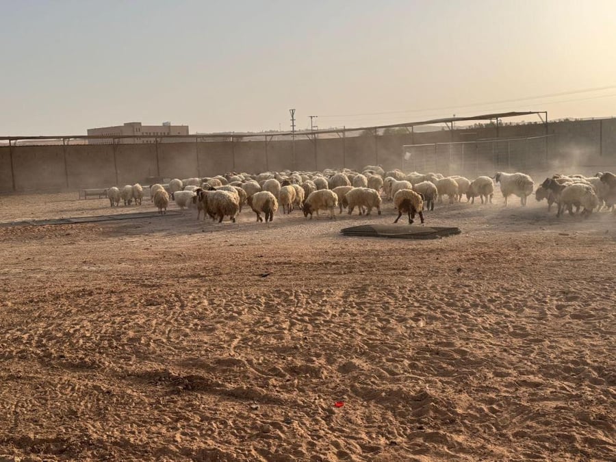 قطيع خراف نعيمي بلدي في ساحة ترابية بالمزرعة