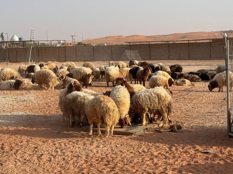 أغنام نعيمي في ساحة رملية مفتوحة بالمزرعة