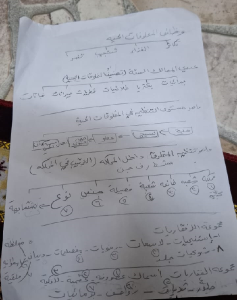 AUTOBELLA LAVAINCERA شامبو غسيل