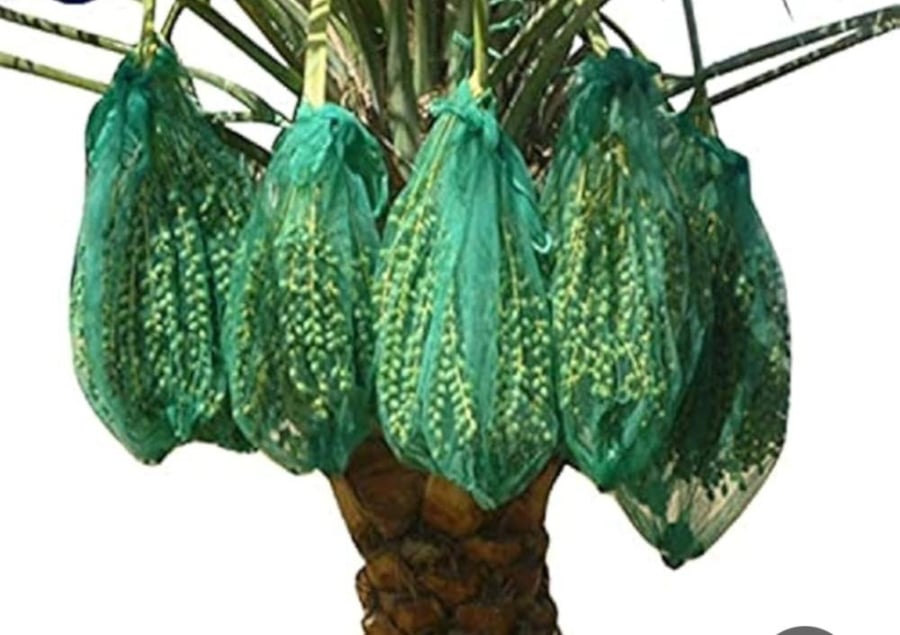 Green palm tree bags