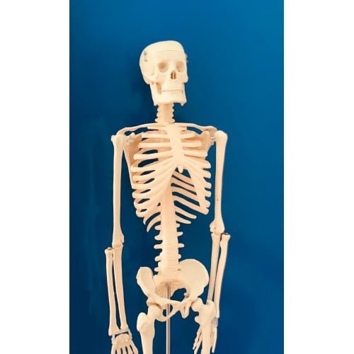 Human skeleton model 85 cm