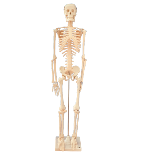Human skeleton model 85 cm