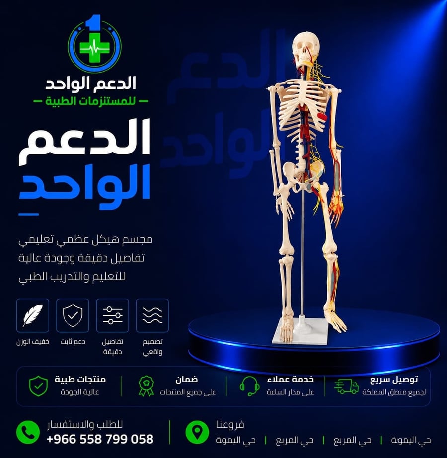 Human skeleton model 85 cm