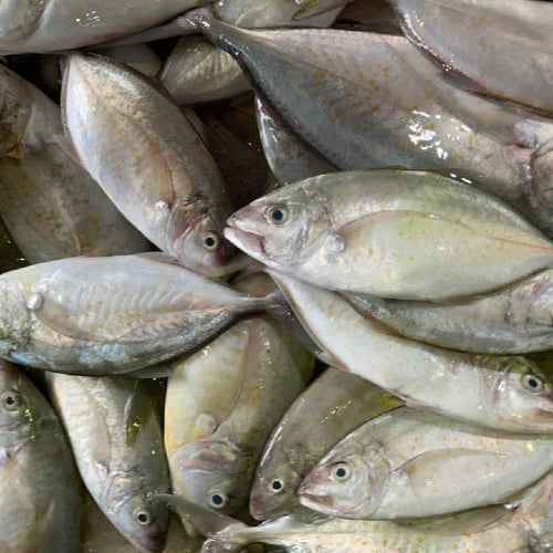 سمك خضره متجر سليمان الحايك للبحريات الطازجة