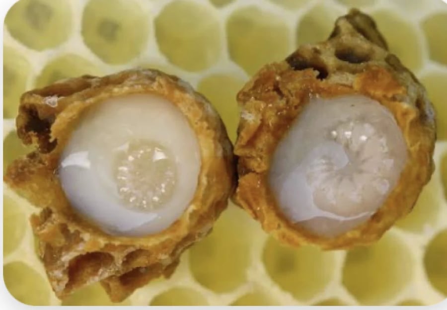 غذاء ملكات النحل الخام royal jelly
