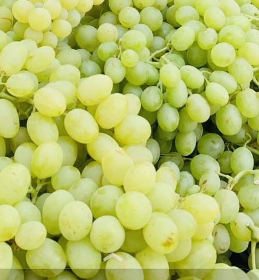 عنب بلدي صندوق الطائف