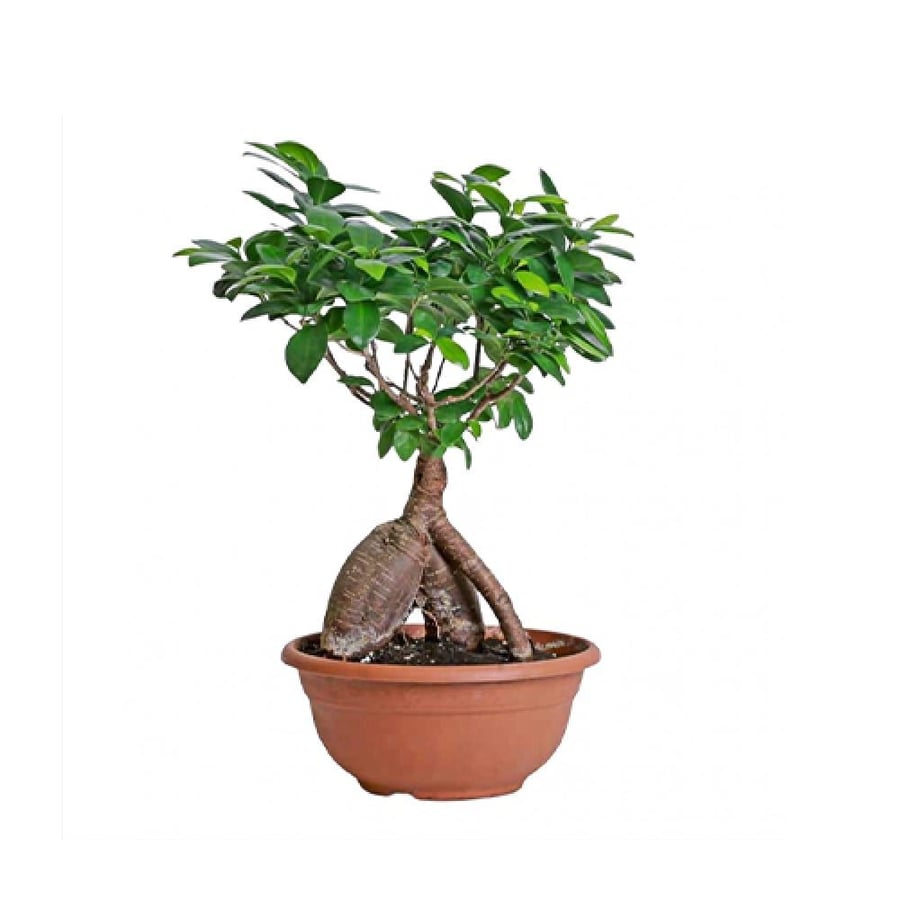 نبتة فيكس جينسنغ بونساي Ficus Ginseng