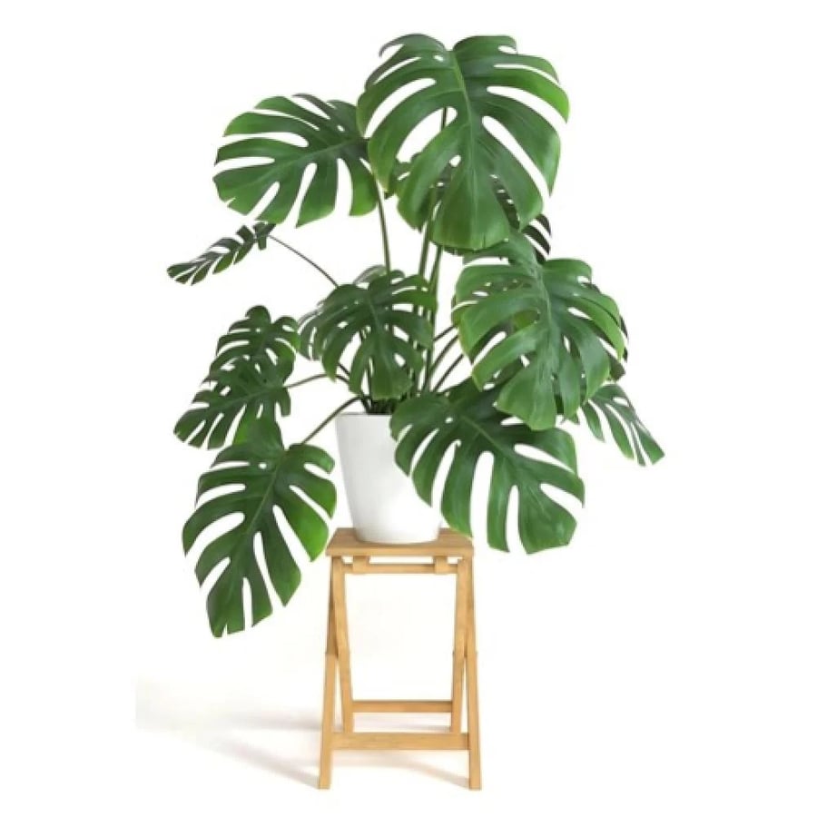 مونستيرا القفص الصدري وسط Monstera