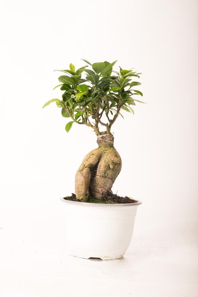 نبتة فيكس جينسنغ بونساي Ficus Ginseng