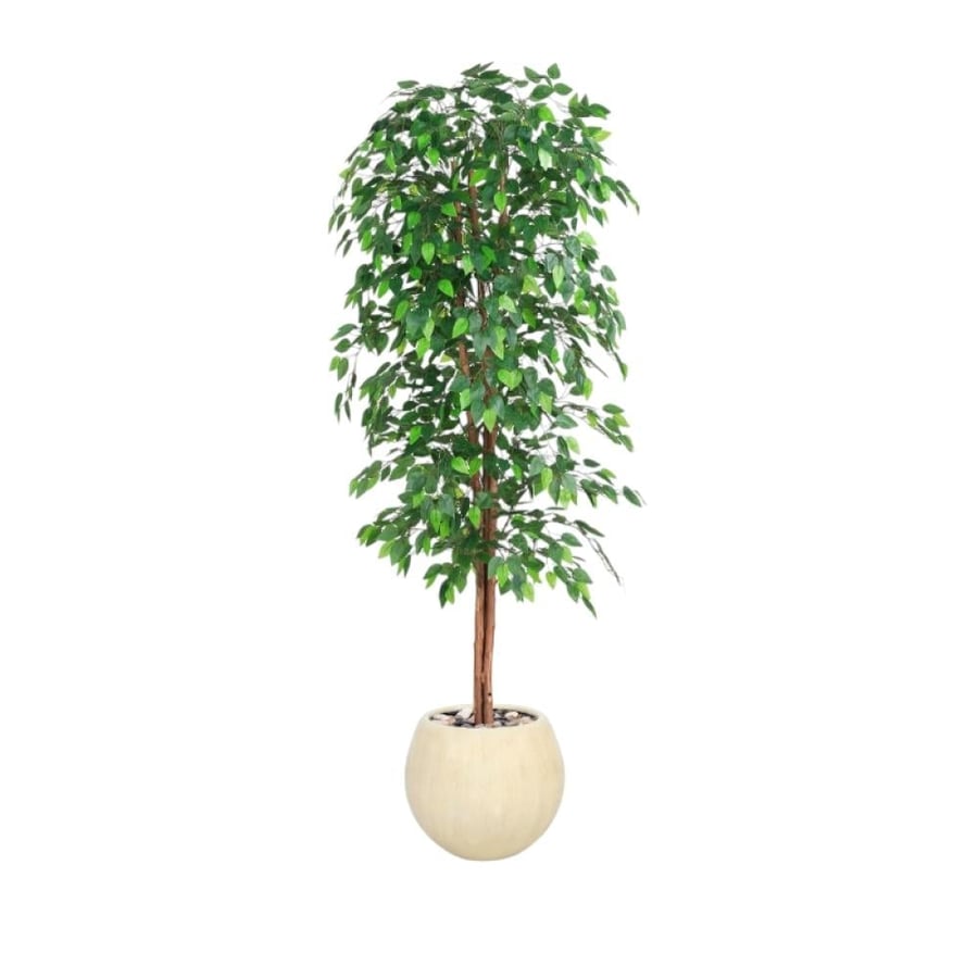 شجرة الفيكس خارجي