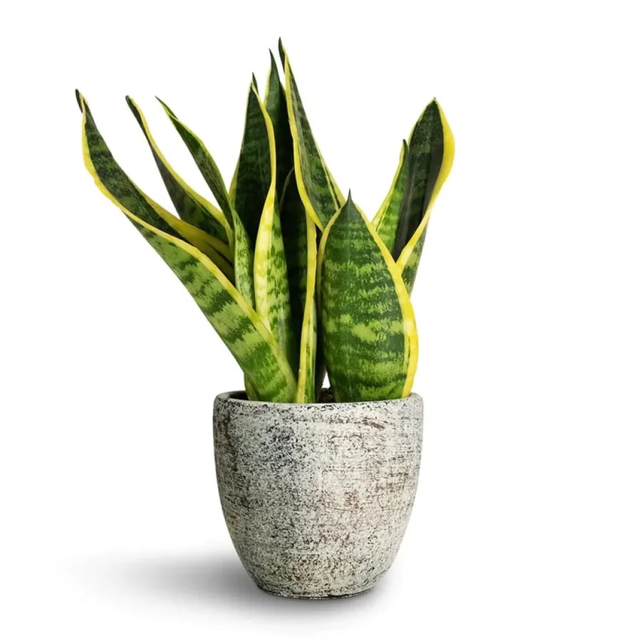 جلد النمر صغير سنسفيرا صغير Sansevieria