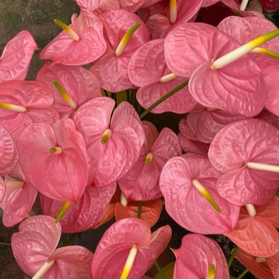 نبتة انتيريوم وردي زهرة الفلامنجو Anthurium