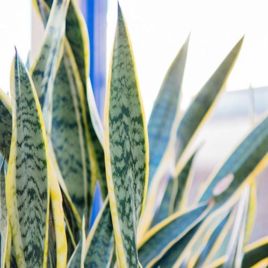 جلد النمر قياس كبير سانسيفيريا (Snake Plant / لسان الحماة)