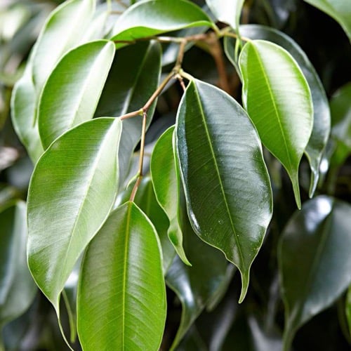 نبتة فيكس بنجامين كبيرة ficus benjamin