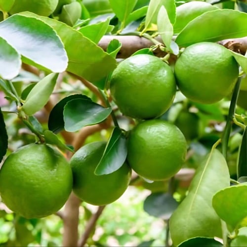 شجرة ليمون مثمرة ومطعّمه ارتفاع مترين