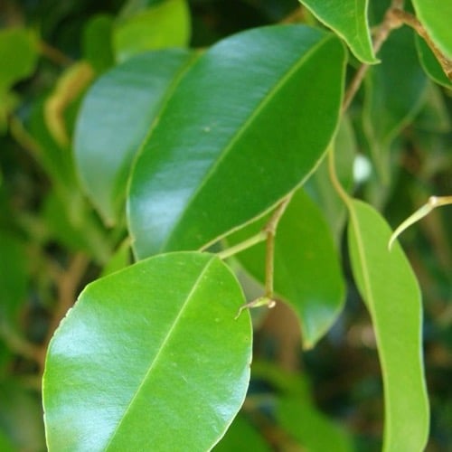 نبتة فيكس بنجامين كبيرة ficus benjamin