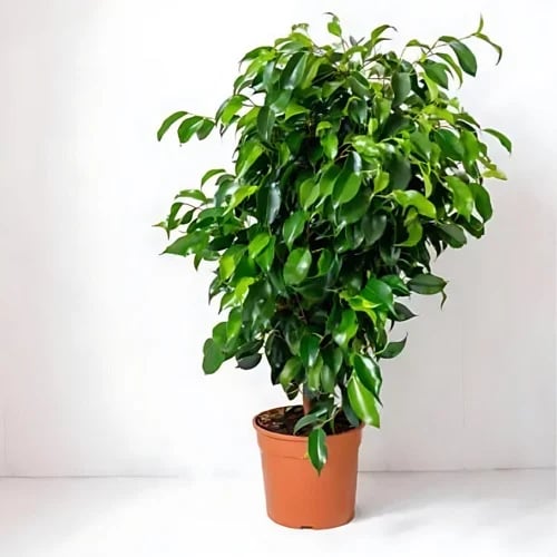 نبتة فيكس بنجامين كبيرة ficus benjamin