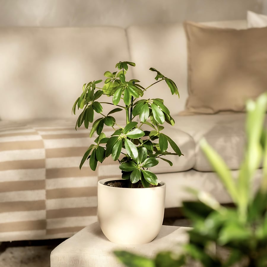 نبتة شفليرا مبرقشة Schefflera قياس كبير
