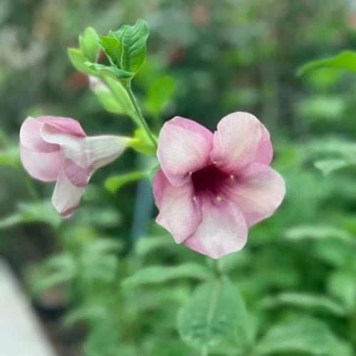Allamanda blanchetii نبتة الماندا المتسلقة نباتات متسلقة متحملة جدة