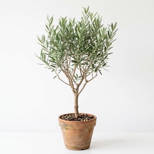 Indoor natural olive tree height 50 - 90 cm