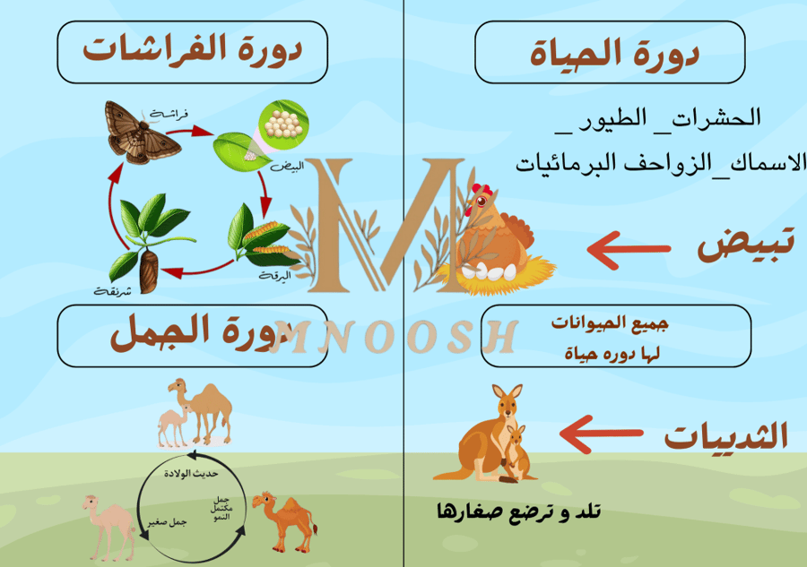 الحيوانات تنمو و تتغير